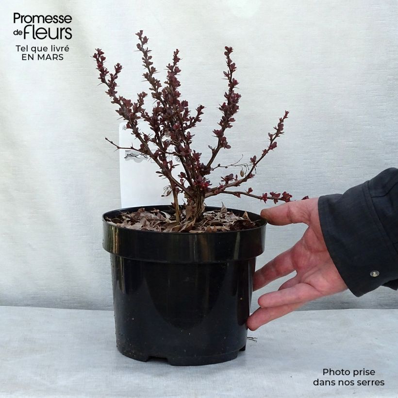 Example of Berberis thunbergii Atropurpurea Nana Topf mit 2L/3L as you get in printemps