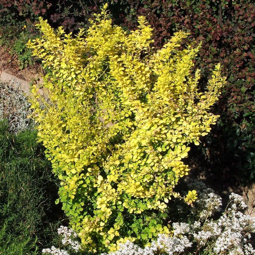 Berberis thunbergii Aurea (Wuchs)