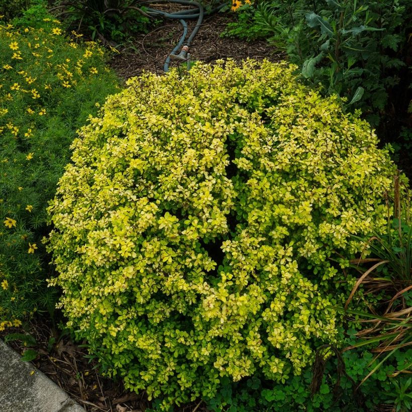 Berberis thunbergii Bonanza Gold (Wuchs)