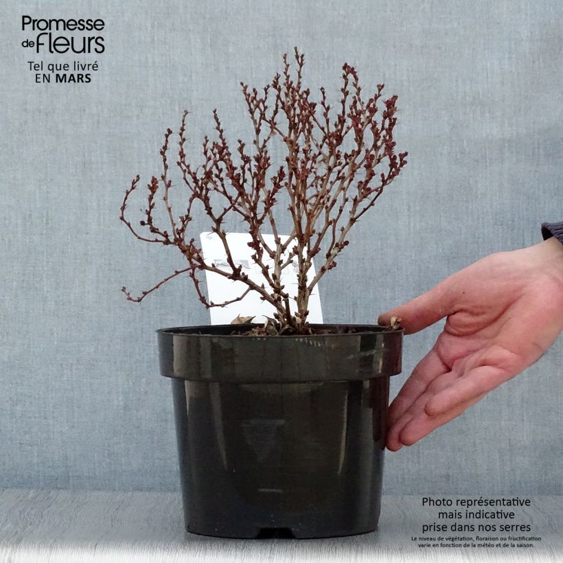 Example of Berberis thunbergii Concorde Topf mit 2L/3L as you get in printemps