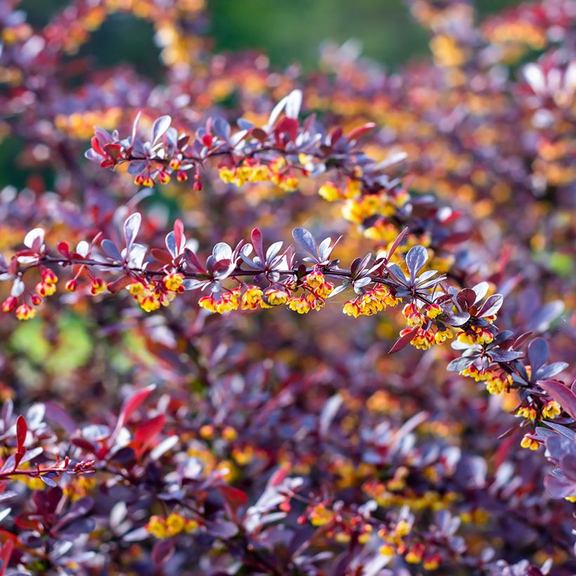 Berberis thunbergii Concorde (Flowering)