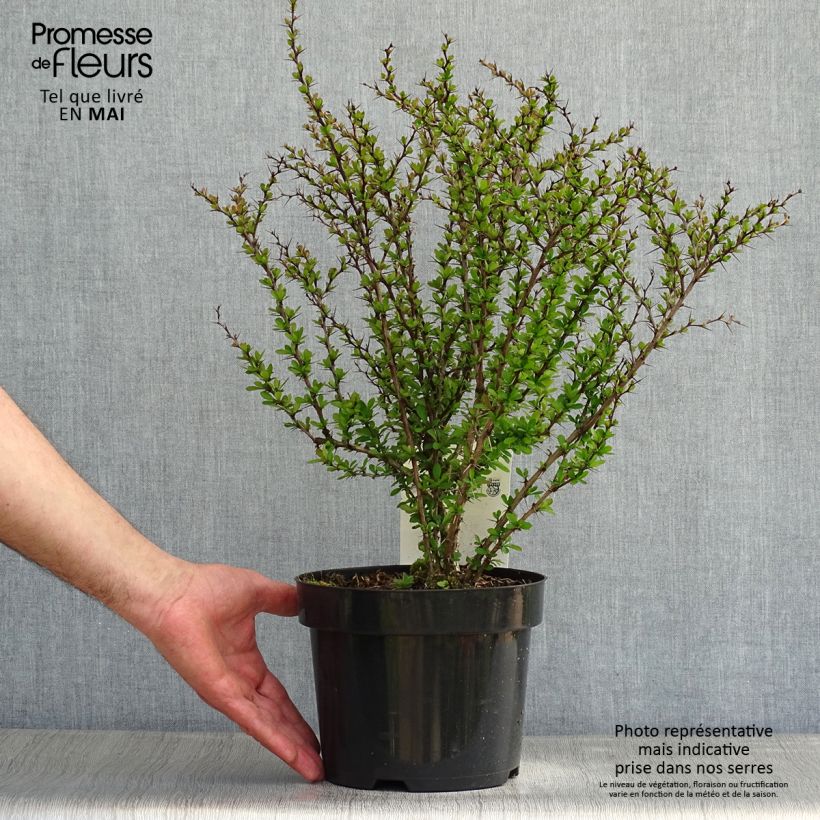 Example of Berberis thunbergii Topf mit 2L/3L as you get in printemps