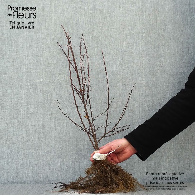 Example of Berberis thunbergii Wurzelnackt as you get in hiver