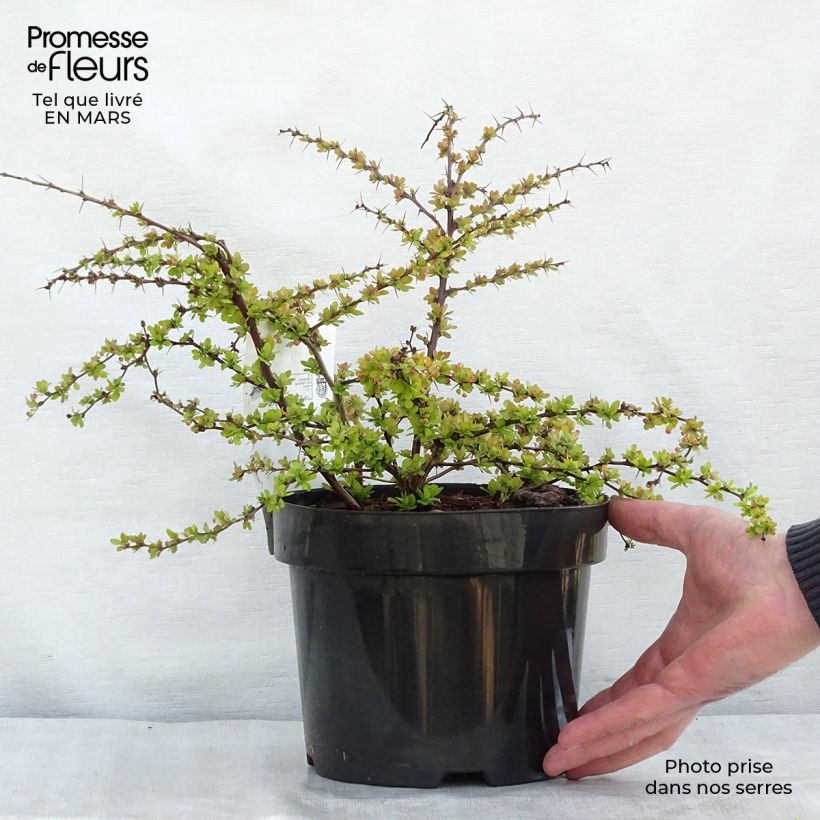 Example of Berberis thunbergii Golden Carpet Topf mit 3L/4L as you get in printemps