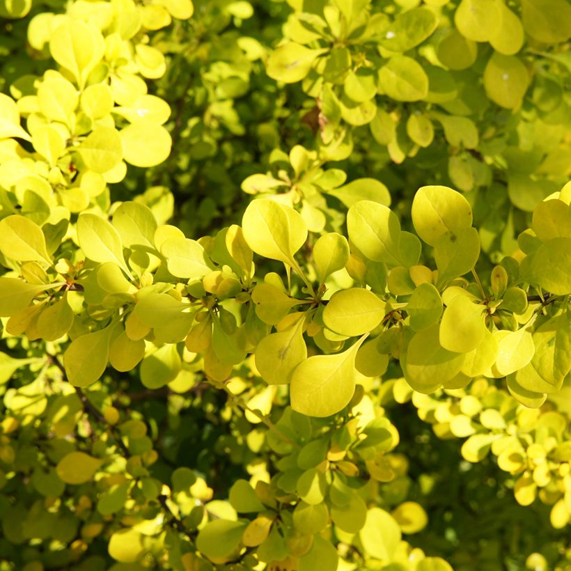 Berberis thunbergii Golden Carpet (Foliage)