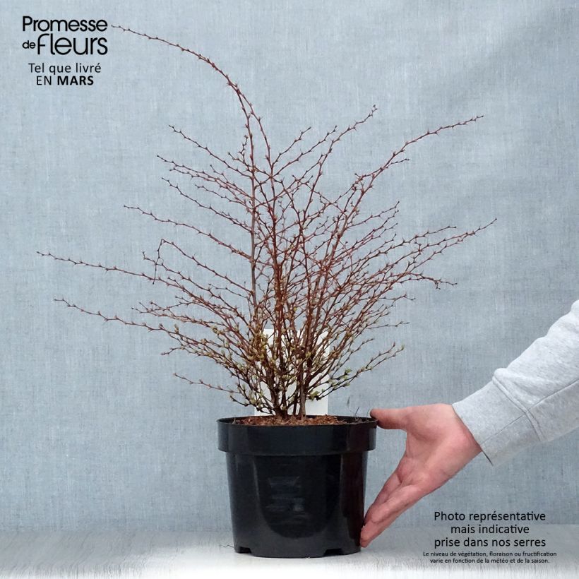 Example of Berberis thunbergii Golden Dream Topf mit 2L/3L as you get in printemps