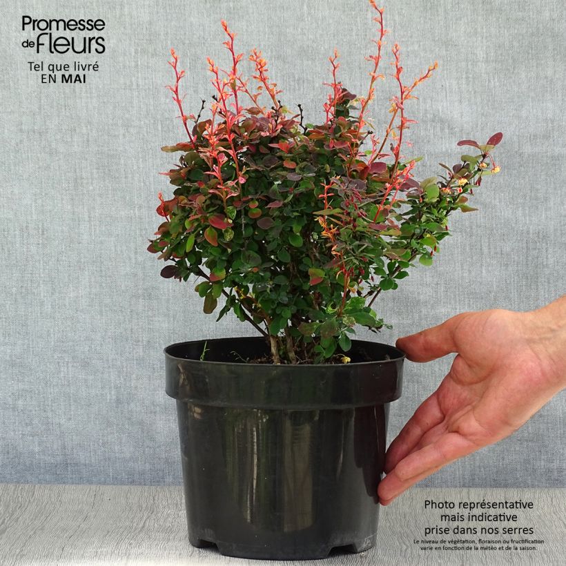 Example of Berberis thunbergii Inspiration Topf mit 2L/3L as you get in printemps