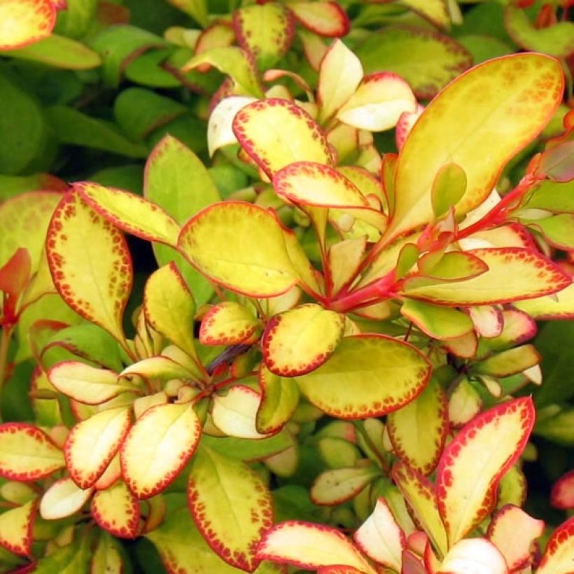 Berberis thunbergii Limoncello (Foliage)