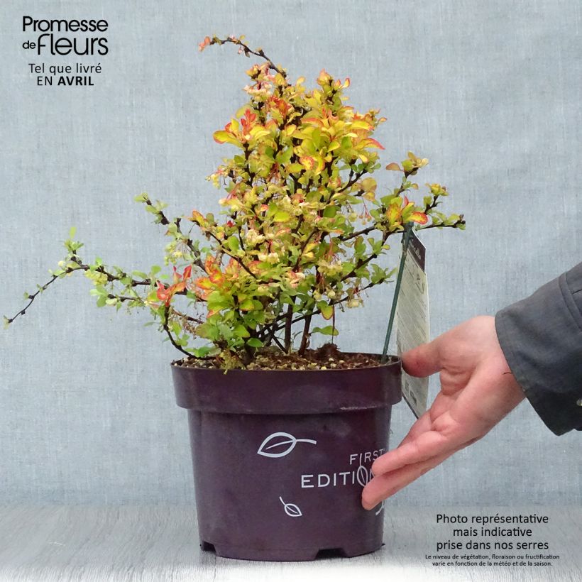 Example of Berberis thunbergii Limoncello Topf mit 3L/4L as you get in printemps
