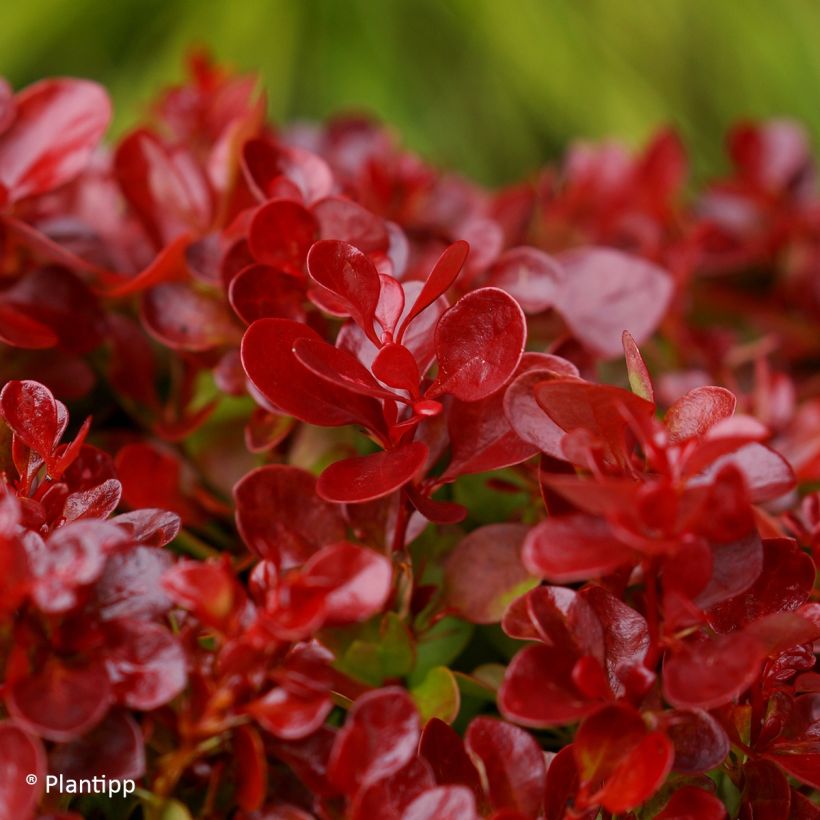 Berberis thunbergii Lutin Rouge (Foliage)