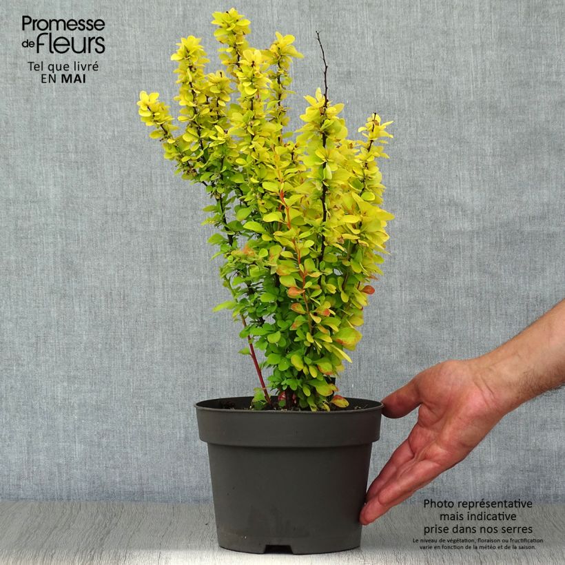Example of Berberis thunbergii Maria Topf mit 2L/3L as you get in printemps