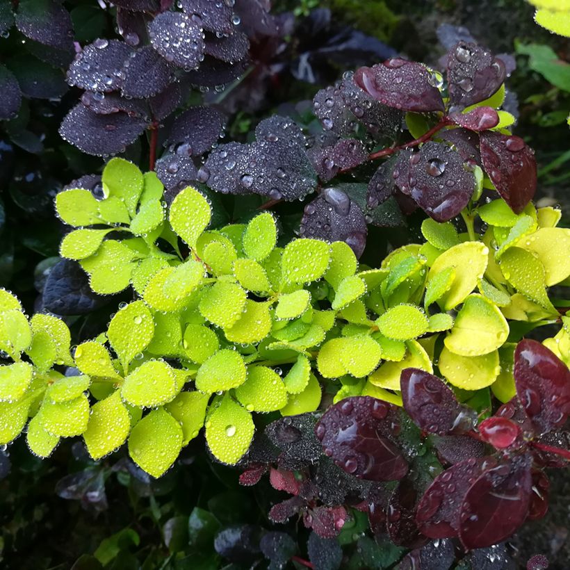 Berberis thunbergii Maria (Foliage)