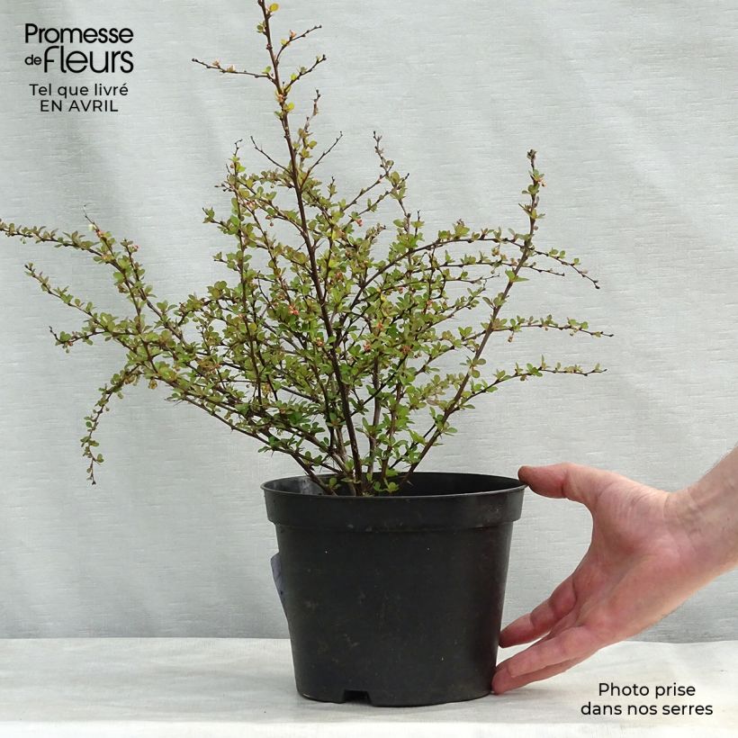 Exemplar von Berberis thunbergii Natasza Topf mit 2L/3L wie im Frühjahr geliefert