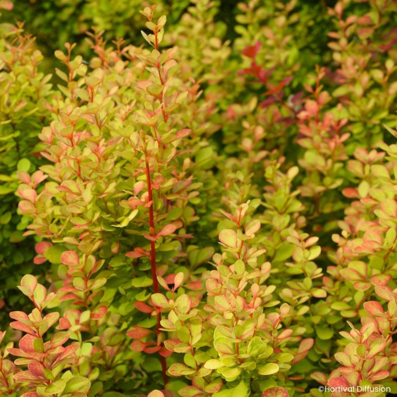 Berberis thunbergii Orange Torch (Foliage)