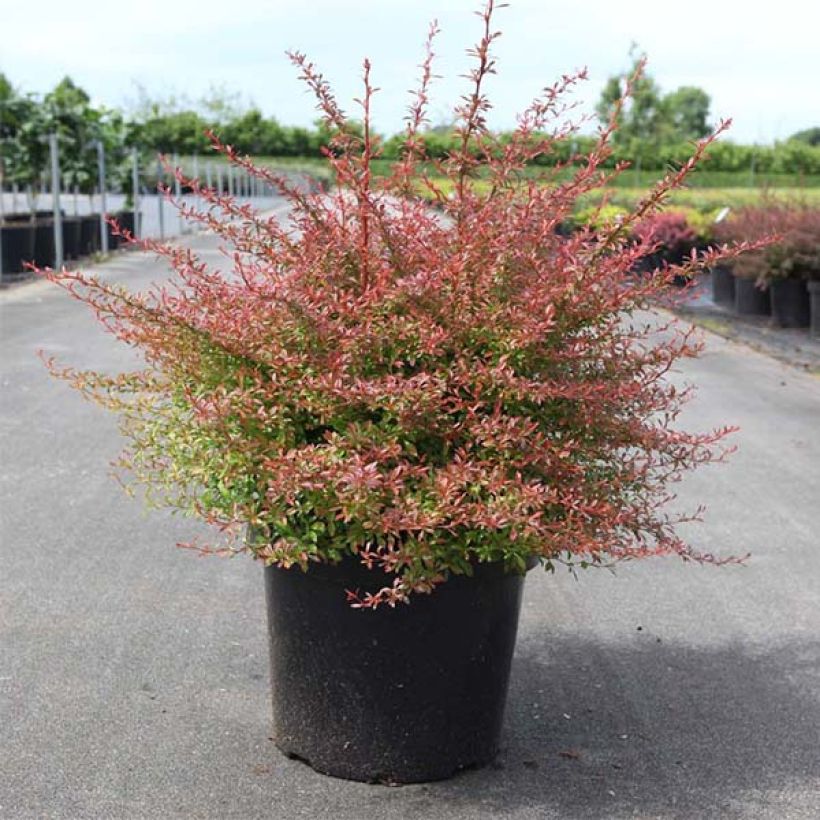Berberis thunbergii Orange Dream (Wuchs)