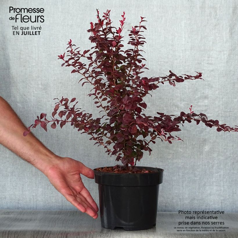 Exemplar von Berberis thunbergii Orange Rocket Topf mit 3L/4L wie im Sommer geliefert