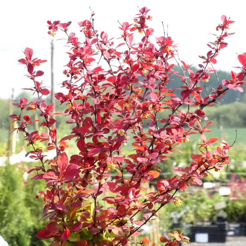 Berberis thunbergii Orange Rocket (Wuchs)