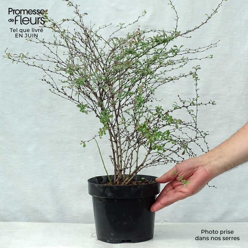 Exemplar von Berberis thunbergii Red Dream Topf mit 3L/4L wie im Sommer geliefert