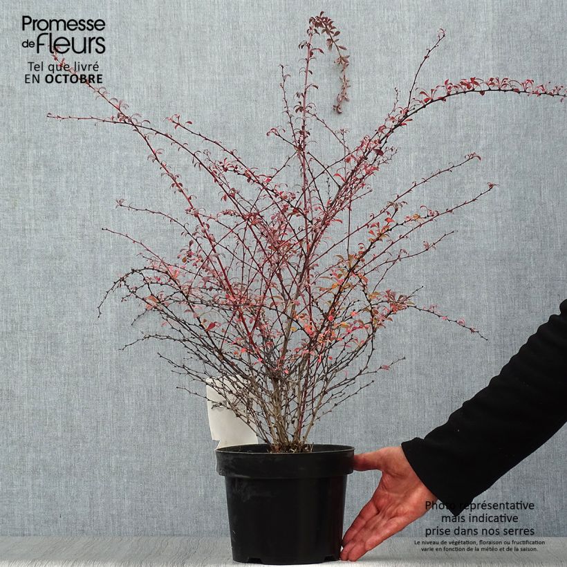 Exemplar von Berberis thunbergii Red Dream Topf mit 3L/4L wie im Herbst geliefert