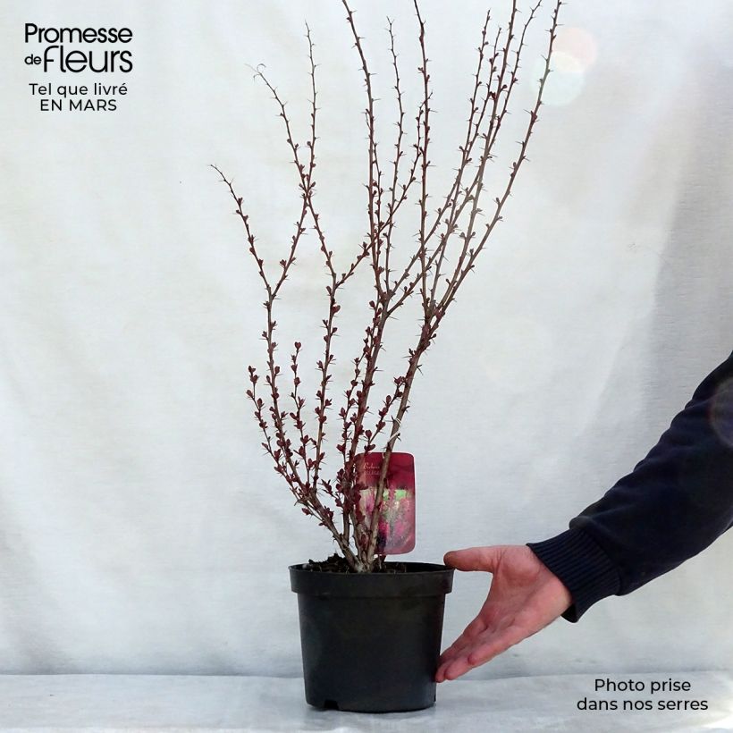 Example of Berberis thunbergii Red Rocket Topf mit 2L/3L as you get in printemps