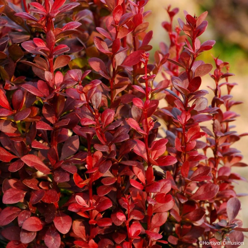 Berberis thunbergii Red Torch - Epine-vinette (Laub)