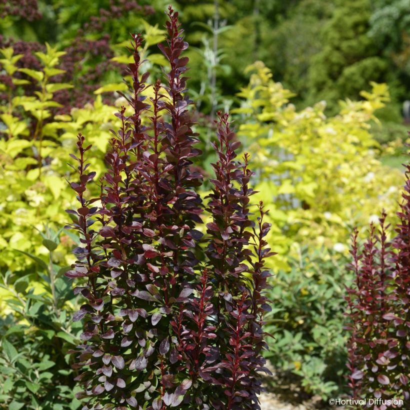 Berberis thunbergii Red Torch - Epine-vinette (Wuchs)