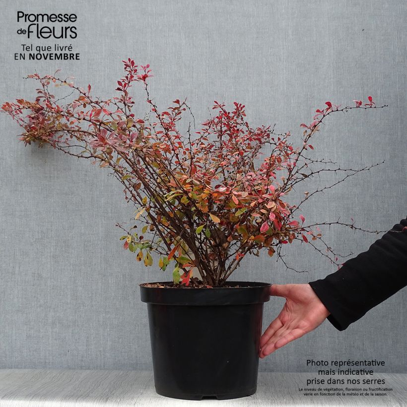 Exemplar von Berberis thunbergii Rosy Glow Topf mit 7,5L/10L wie im Herbst geliefert