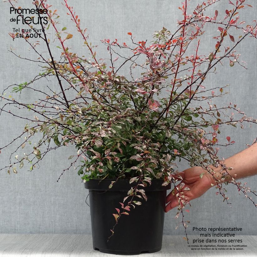 Exemplar von Berberis thunbergii Rosy Glow Topf mit 7,5L/10L wie im Sommer geliefert