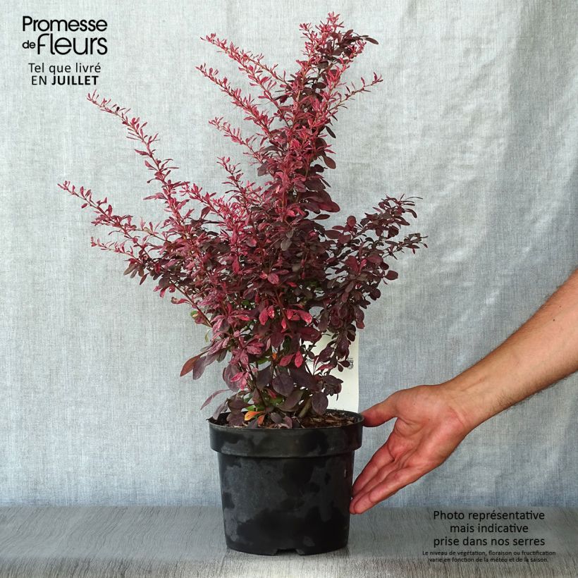 Exemplar von Berberis thunbergii Rosy Glow Topf mit 2L/3L wie im Sommer geliefert