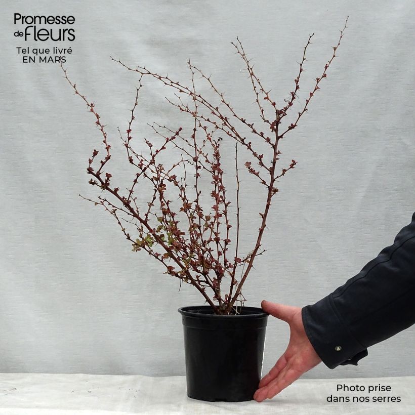 Example of Berberis thunbergii Rosy Glow Topf mit 2L/3L as you get in printemps