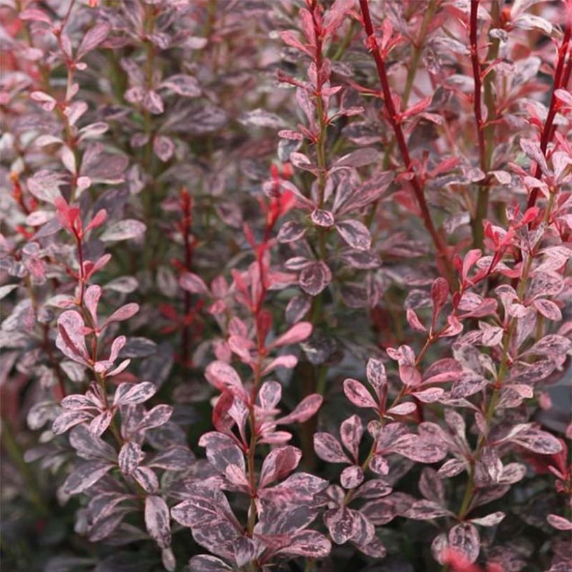Berberis thunbergii Rosy Rocket (Foliage)