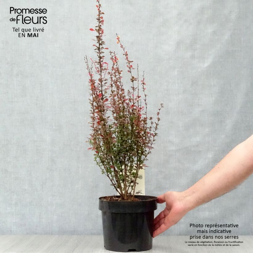 Example of Berberis thunbergii Rosy Rocket Topf mit 2L/3L as you get in printemps