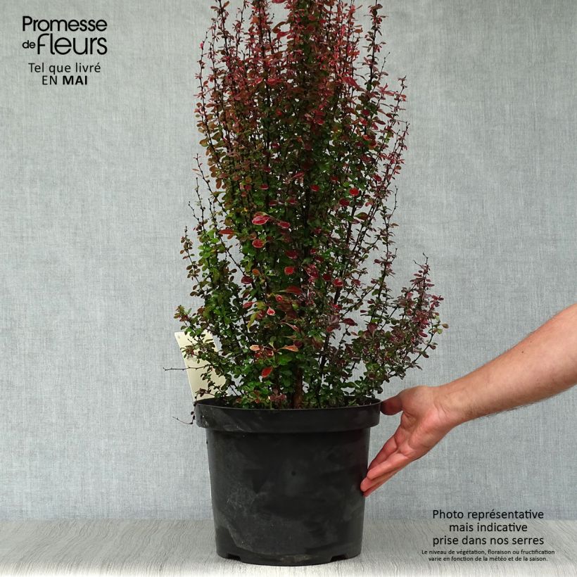 Example of Berberis thunbergii Rosy Rocket Topf mit 7,5L/10L as you get in printemps