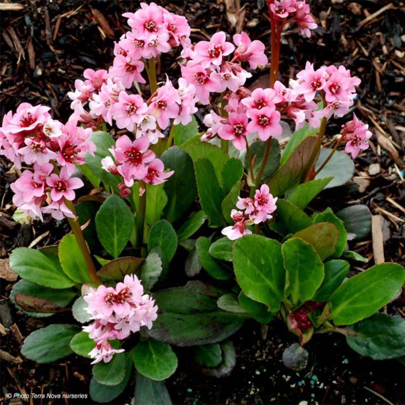 Bergenia Pink Dragonfly - Bergenie (Foliage)