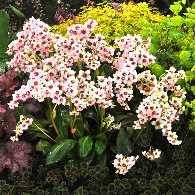 Bergenia Dragonfly Angel Kiss - Bergenie (Flowering)
