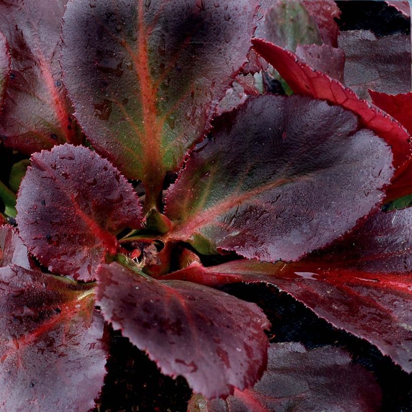 Bergenia Eden's Dark Magic - Bergenie (Foliage)