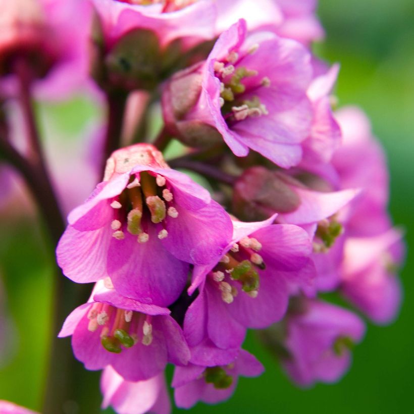 Bergenia Eden's Dark Magic - Bergenie (Flowering)