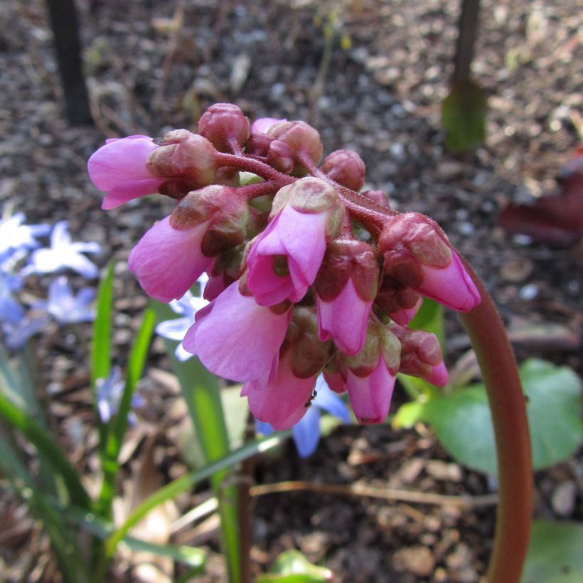 Bergenia Eden's Magic Giant - Bergenie (Flowering)