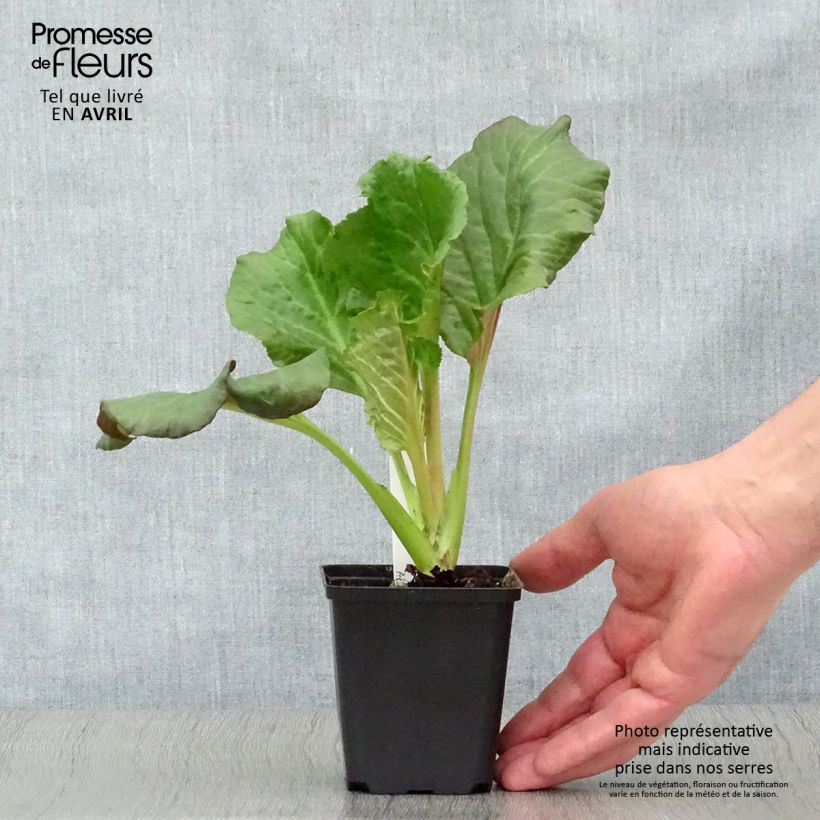 Example of Bergenia Eden's Dark Magic - Bergenie Kleine Töpfe von 8/9 cm as you get in printemps