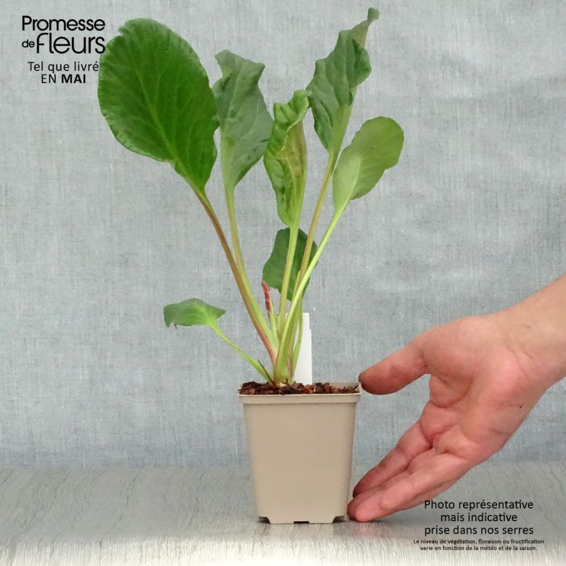 Example of Bergenia Eden's Magic Giant - Bergenie Kleine Töpfe von 8/9 cm as you get in printemps