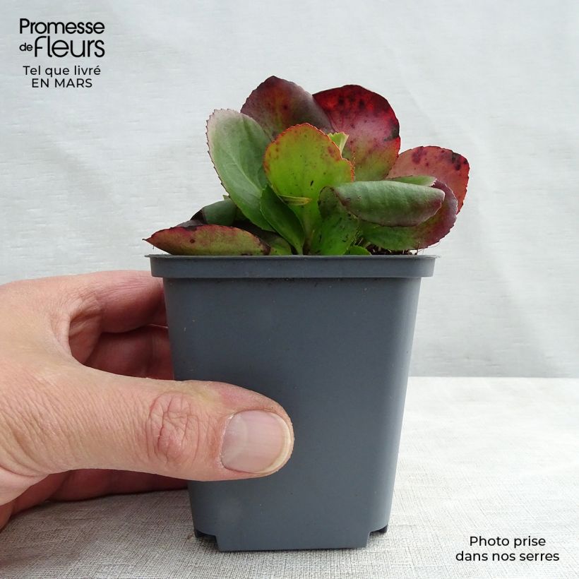 Example of Bergenia Baby Doll - Bergenie Kleine Töpfe von 8/9 cm as you get in printemps