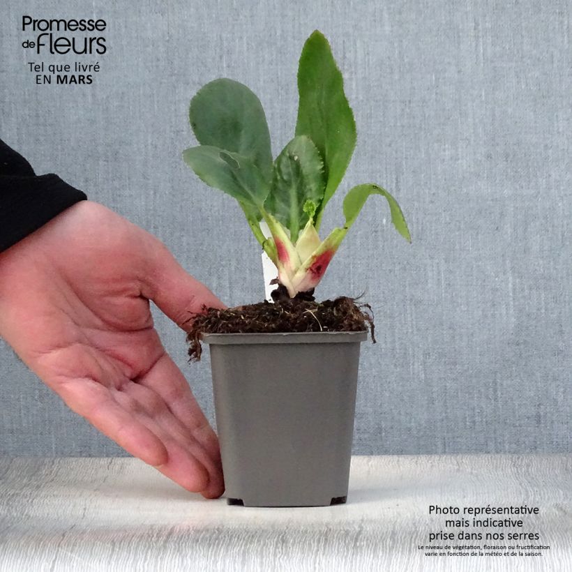 Example of Bergenia stracheyi Ice Queen - Bergenie Kleine Töpfe von 8/9 cm as you get in printemps