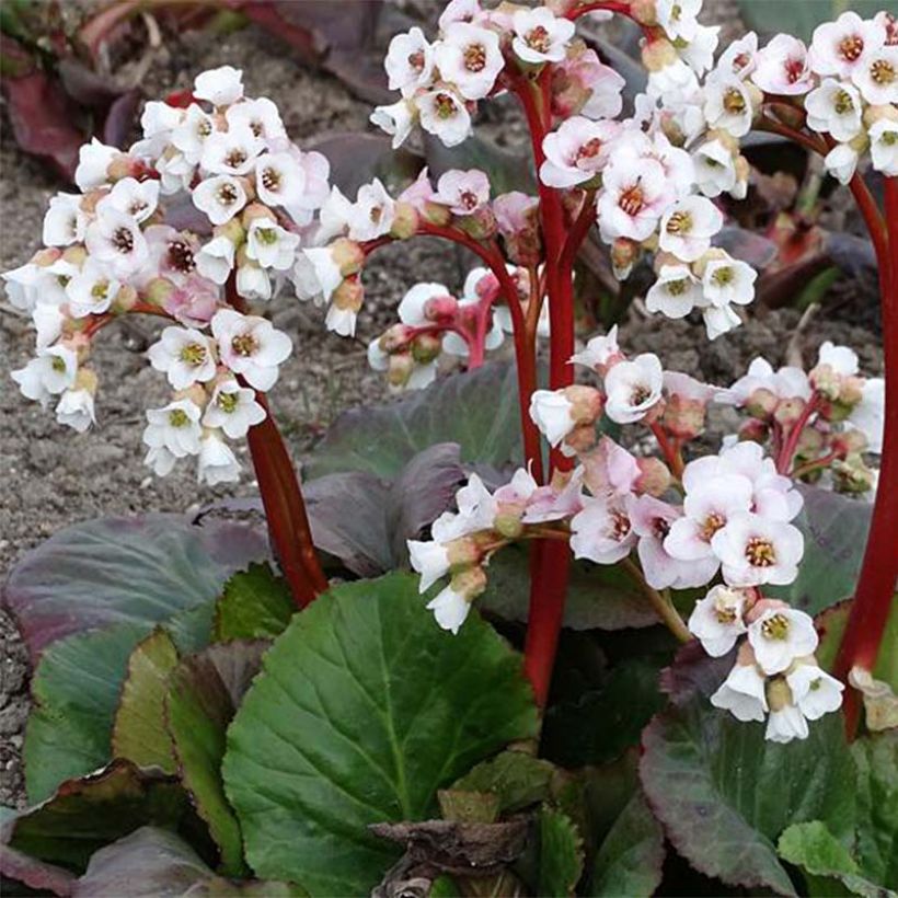 Bergenia Jelle - Bergenie (Plant habit)