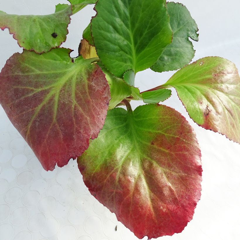 Bergenia Jelle - Bergenie (Foliage)