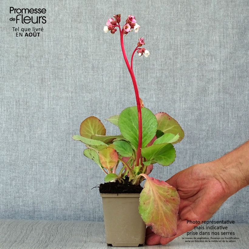 Exemplar von Bergenia Jelle - Bergenie Kleine Töpfe von 8/9 cm wie im Sommer geliefert