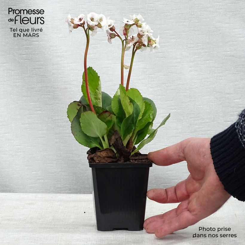 Example of Bergenia Jelle - Bergenie Kleine Töpfe von 8/9 cm as you get in printemps