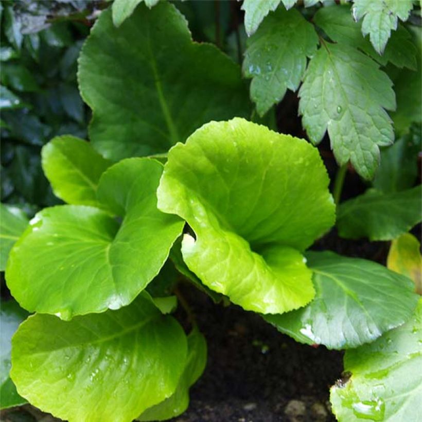 Bergenia cordifolia Morgenrote - Bergenie (Foliage)