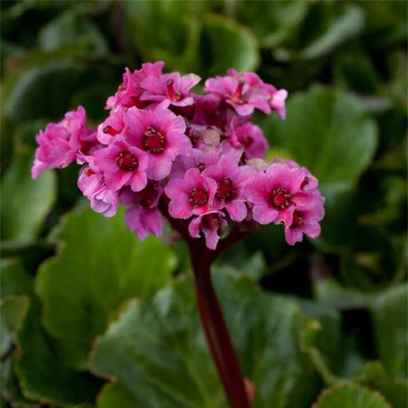 Bergenia cordifolia Morgenrote - Bergenie (Flowering)