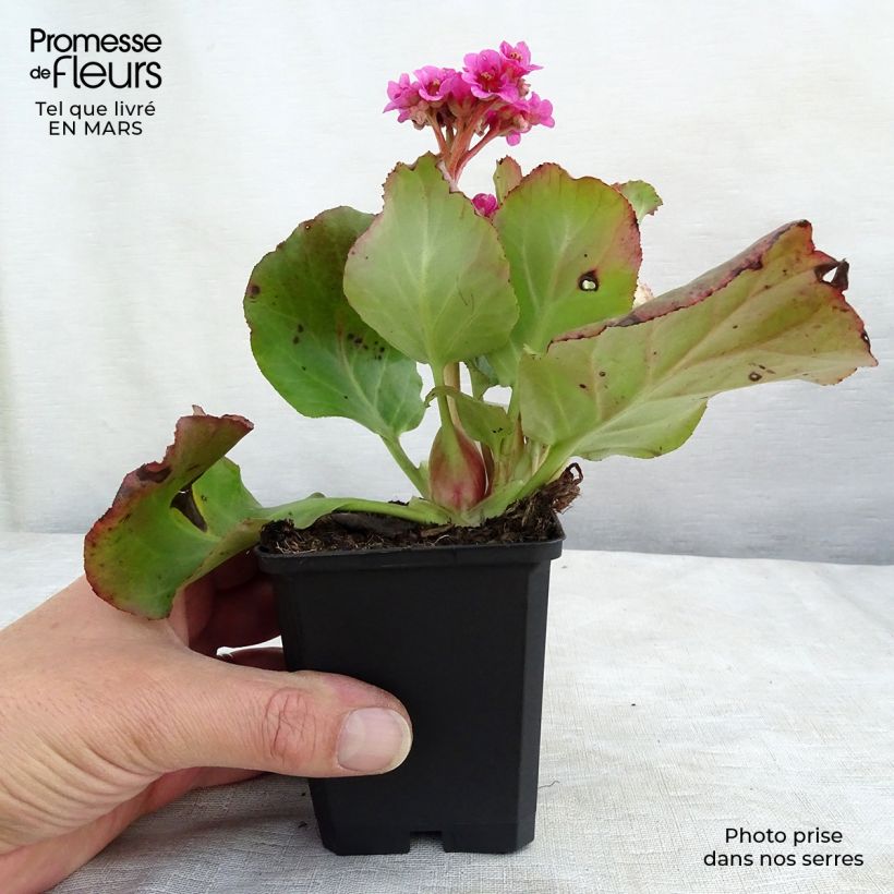 Example of Bergenia cordifolia Morgenrote - Bergenie Kleine Töpfe von 8/9 cm as you get in printemps
