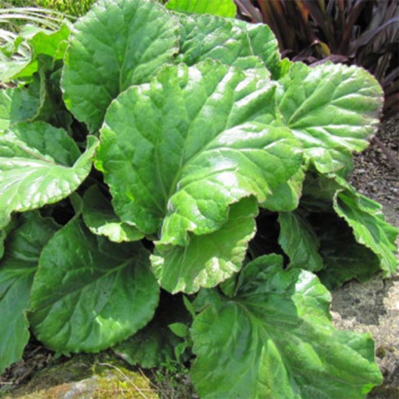 Bergenia Ouvertüre - Bergenie (Foliage)